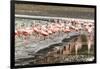 Chilean flamingos (Phoenicopterus chilensis) in Torres del Paine National Park, Patagonia, Chile, S-Alex Robinson-Framed Photographic Print