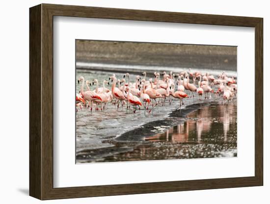 Chilean flamingos (Phoenicopterus chilensis) in Torres del Paine National Park, Patagonia, Chile, S-Alex Robinson-Framed Photographic Print