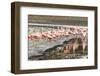 Chilean flamingos (Phoenicopterus chilensis) in Torres del Paine National Park, Patagonia, Chile, S-Alex Robinson-Framed Photographic Print