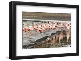 Chilean flamingos (Phoenicopterus chilensis) in Torres del Paine National Park, Patagonia, Chile, S-Alex Robinson-Framed Photographic Print