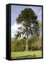 Chilean Pine in Gardens-null-Framed Stretched Canvas