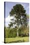 Chilean Pine in Gardens-null-Stretched Canvas