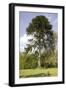 Chilean Pine in Gardens-null-Framed Photographic Print