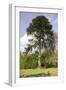 Chilean Pine in Gardens-null-Framed Photographic Print