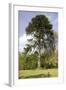 Chilean Pine in Gardens-null-Framed Photographic Print