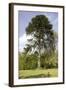 Chilean Pine in Gardens-null-Framed Photographic Print