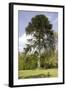 Chilean Pine in Gardens-null-Framed Photographic Print