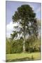Chilean Pine in Gardens-null-Mounted Photographic Print