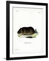 Chilean Rock Rat-null-Framed Giclee Print