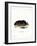 Chilean Rock Rat-null-Framed Giclee Print