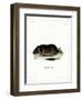 Chilean Rock Rat-null-Framed Giclee Print