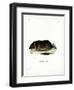 Chilean Rock Rat-null-Framed Giclee Print