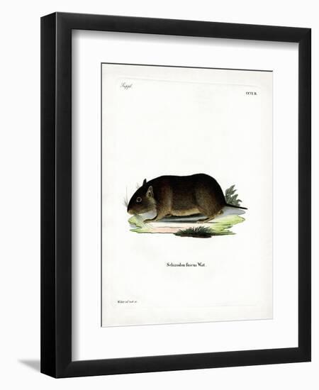 Chilean Rock Rat-null-Framed Premium Giclee Print