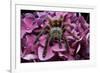 Chilean Rose Haired Tarantula-Adam Jones-Framed Photographic Print