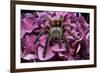 Chilean Rose Haired Tarantula-Adam Jones-Framed Photographic Print