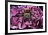 Chilean Rose Haired Tarantula-Adam Jones-Framed Photographic Print