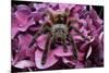 Chilean Rose Haired Tarantula-Adam Jones-Mounted Photographic Print