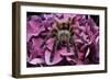 Chilean Rose Haired Tarantula-Adam Jones-Framed Photographic Print