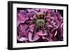 Chilean Rose Haired Tarantula-Adam Jones-Framed Photographic Print