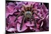 Chilean Rose Haired Tarantula-Adam Jones-Mounted Photographic Print