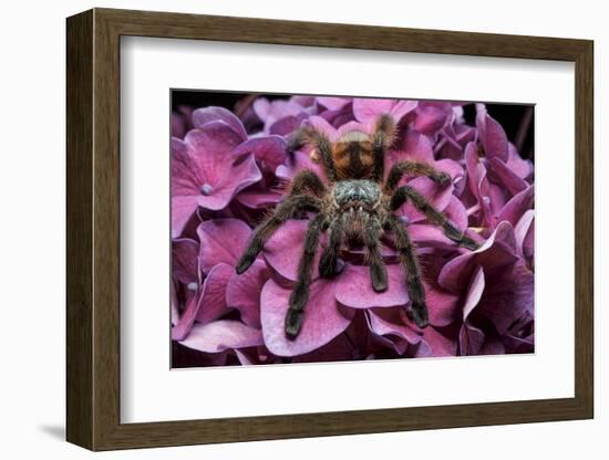 Chilean Rose Haired Tarantula-Adam Jones-Framed Photographic Print