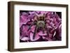 Chilean Rose Haired Tarantula-Adam Jones-Framed Photographic Print