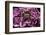 Chilean Rose Haired Tarantula-Adam Jones-Framed Photographic Print