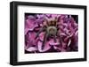 Chilean Rose Haired Tarantula-Adam Jones-Framed Photographic Print