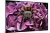 Chilean Rose Haired Tarantula-Adam Jones-Mounted Photographic Print