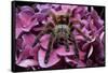 Chilean Rose Haired Tarantula-Adam Jones-Framed Stretched Canvas