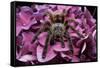 Chilean Rose Haired Tarantula-Adam Jones-Framed Stretched Canvas