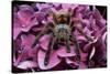 Chilean Rose Haired Tarantula-Adam Jones-Stretched Canvas