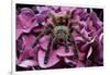 Chilean Rose Haired Tarantula-Adam Jones-Framed Photographic Print