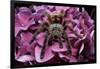 Chilean Rose Haired Tarantula-Adam Jones-Framed Photographic Print