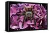 Chilean Rose Haired Tarantula-Adam Jones-Framed Stretched Canvas