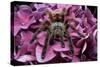 Chilean Rose Haired Tarantula-Adam Jones-Stretched Canvas