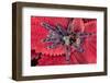 Chilean Rose Haired Tarantula-Adam Jones-Framed Photographic Print