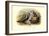 Chilean Torrent Ducks-Henrick Gronvold-Framed Art Print