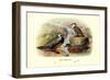 Chilean Torrent Ducks-Henrick Gronvold-Framed Premium Giclee Print