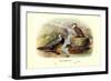 Chilean Torrent Ducks-Henrick Gronvold-Framed Premium Giclee Print