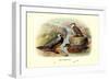 Chilean Torrent Ducks-Henrick Gronvold-Framed Premium Giclee Print