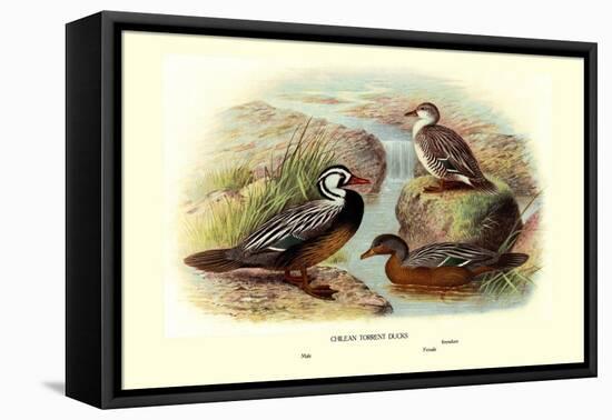 Chilean Torrent Ducks-Henrick Gronvold-Framed Stretched Canvas