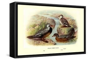 Chilean Torrent Ducks-Henrick Gronvold-Framed Stretched Canvas