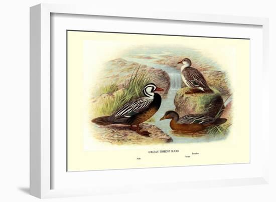 Chilean Torrent Ducks-Henrick Gronvold-Framed Art Print