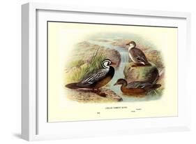 Chilean Torrent Ducks-Henrick Gronvold-Framed Art Print