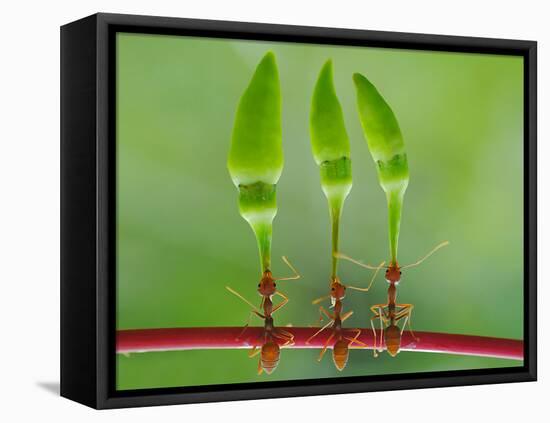 Chili Cilider Team-Yahya Taufikurrahman-Framed Stretched Canvas