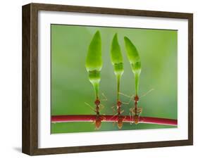 Chili Cilider Team-Yahya Taufikurrahman-Framed Photographic Print