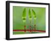 Chili Cilider Team-Yahya Taufikurrahman-Framed Photographic Print