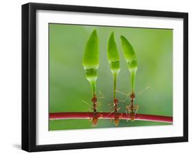 Chili Cilider Team-Yahya Taufikurrahman-Framed Photographic Print