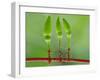 Chili Cilider Team-Yahya Taufikurrahman-Framed Photographic Print